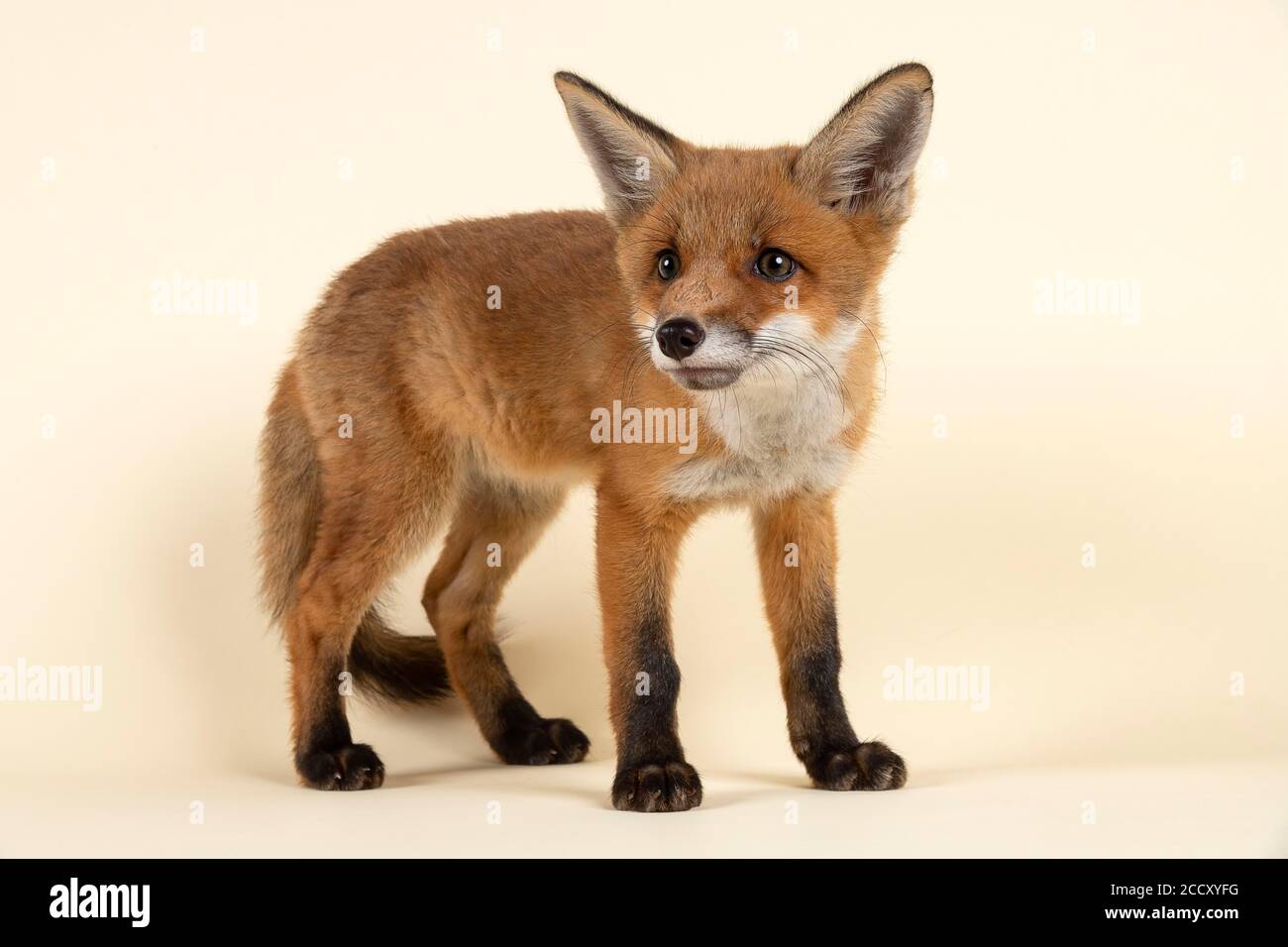 Rotfuchs (Vulpes vulpes), riecht neugierig, junges Tier, gefangen, 8 Wochen, Studioaufnahme, Österreich Stockfoto