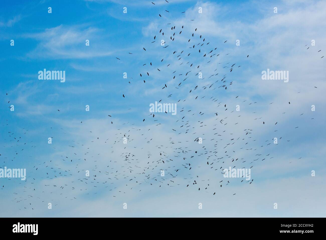 Ein Schwarm Weißstorch (Ciconia ciconia) Im Flug über Migration in Israel fotografiert Stockfoto