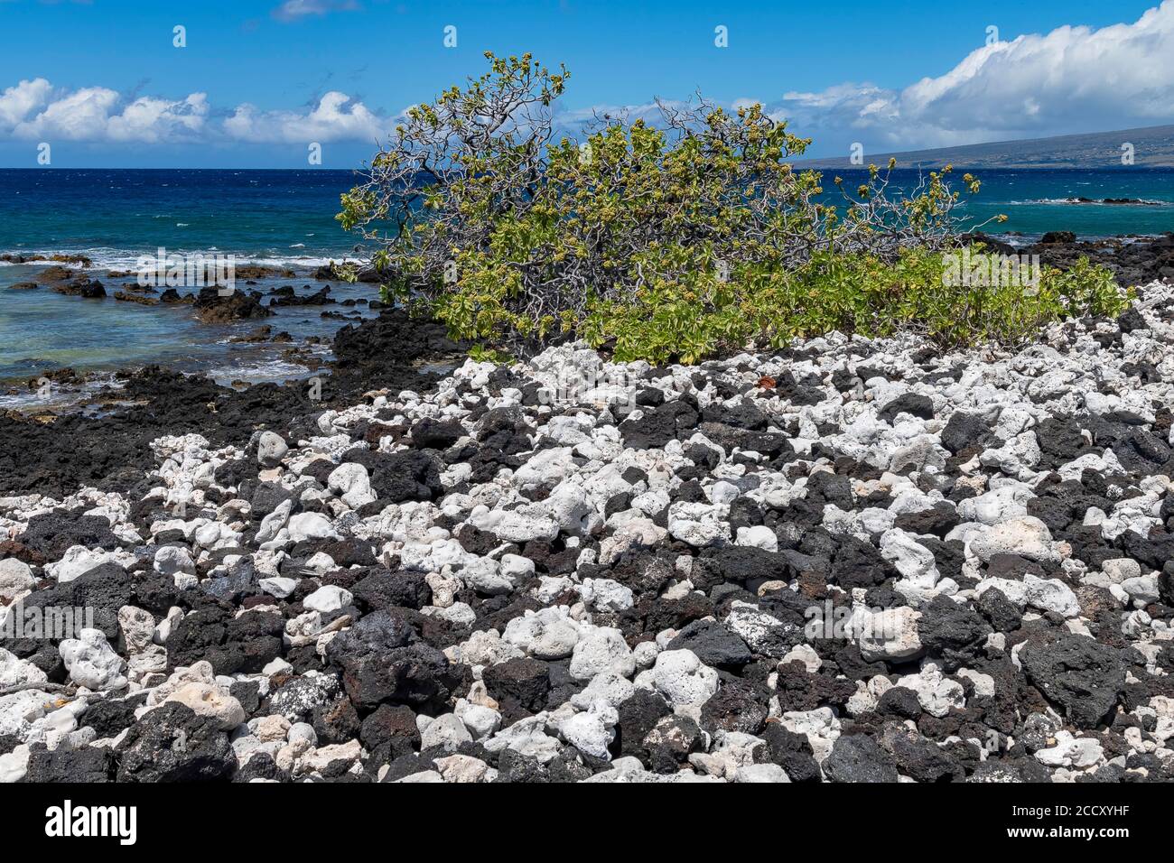 Lava und Korallen mit knorrigen Bäumen, Holoholokai Beach Park, Big Island, Hawaii, USA Stockfoto