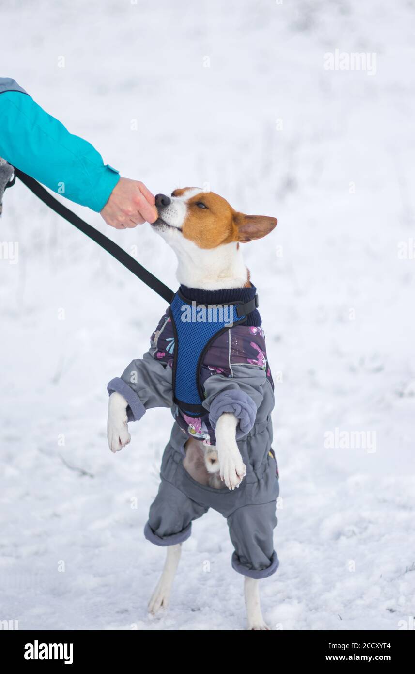 Master Hand Fütterung basenji Hund trägt Wintermantel und stehend Auf den Hinterbeinen auf dem schneebedeckten Boden Stockfoto