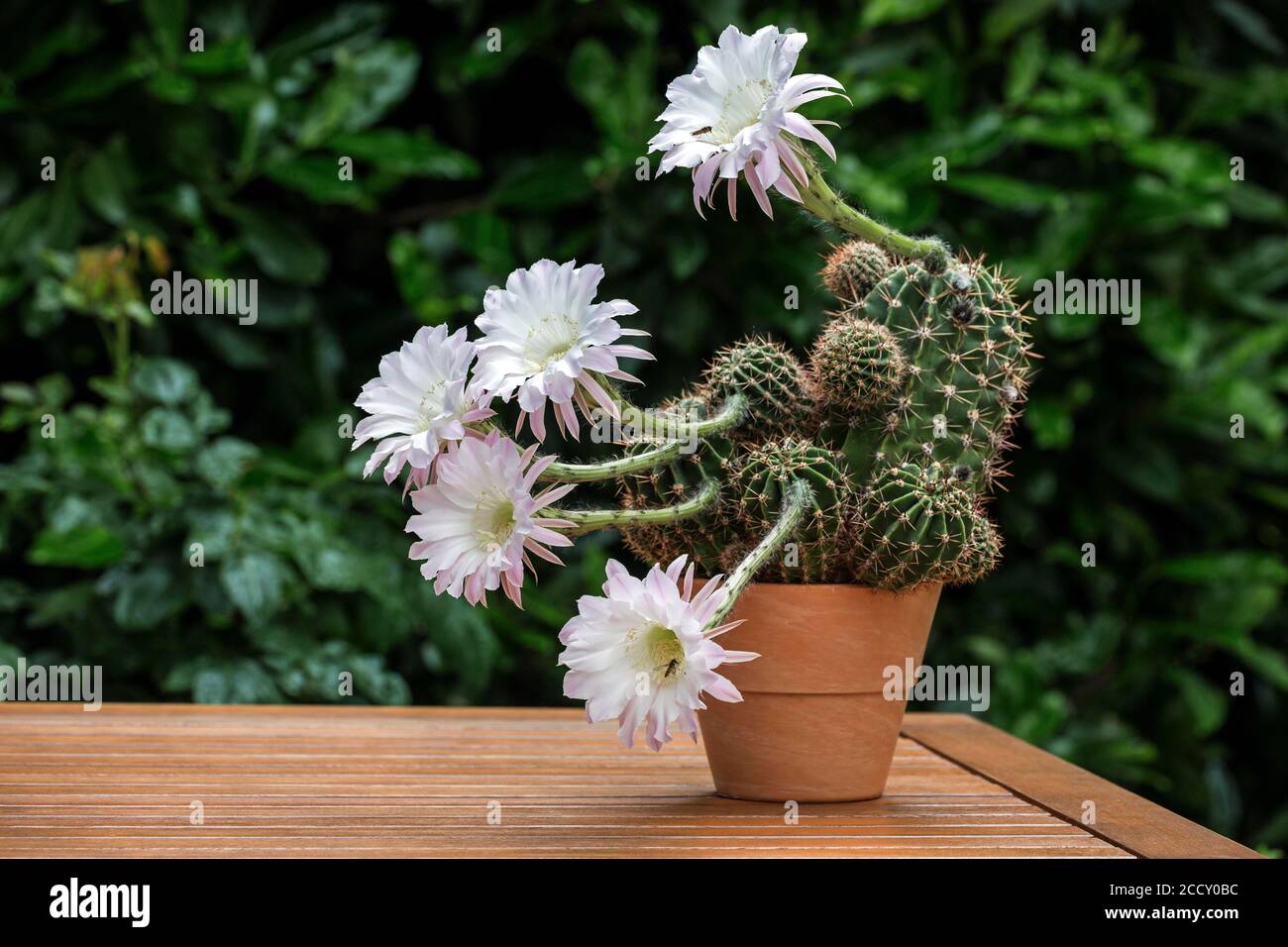 Kaktusblten, wei, rosa, blhender Kaktus (Echinopsis sp.),  Baden-Wrttemberg, Deutschland Stockfotografie - Alamy