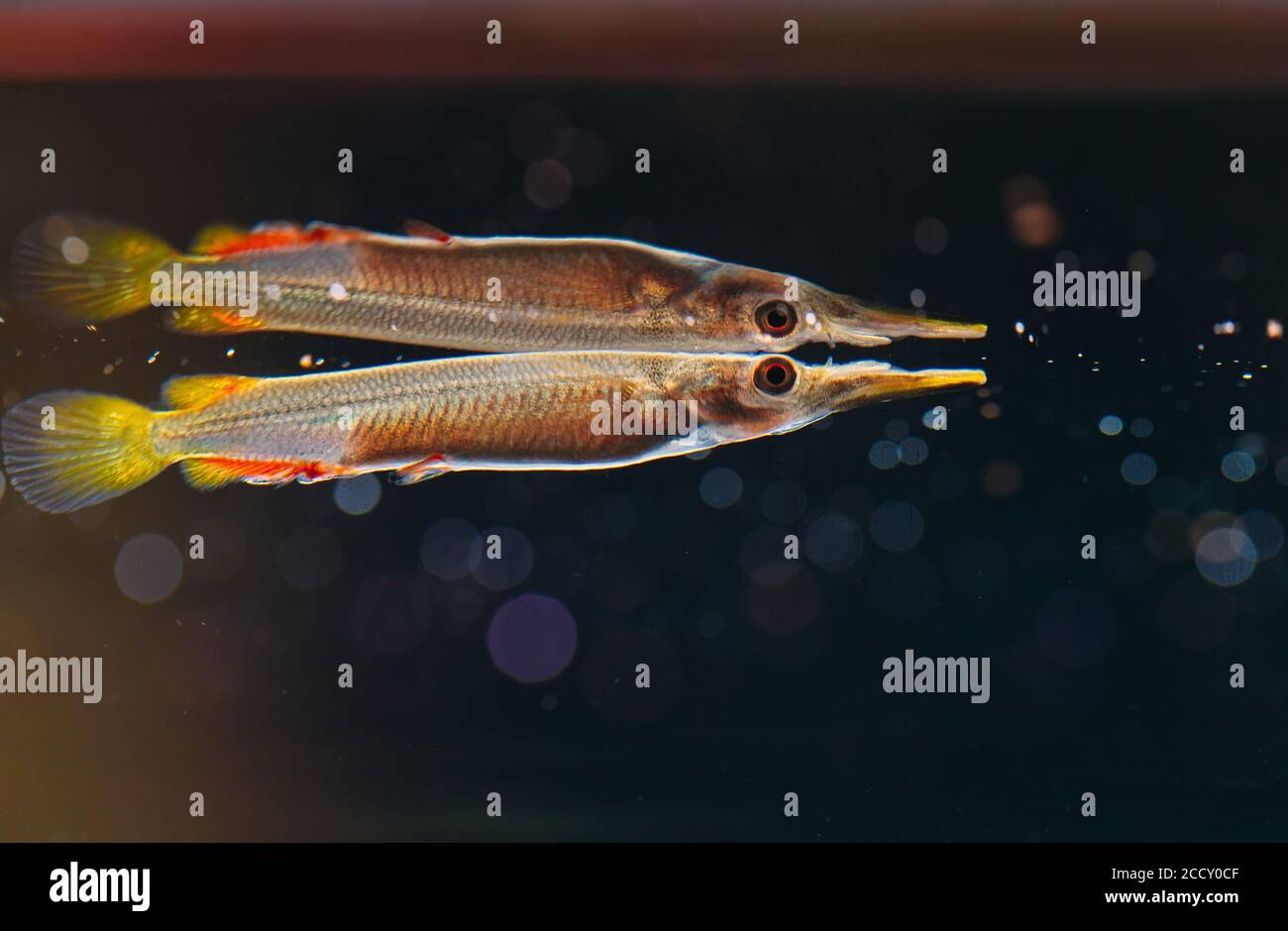 Wrestling halfbeak dermogenys pusilla Fotos und Bildmaterial in hoher