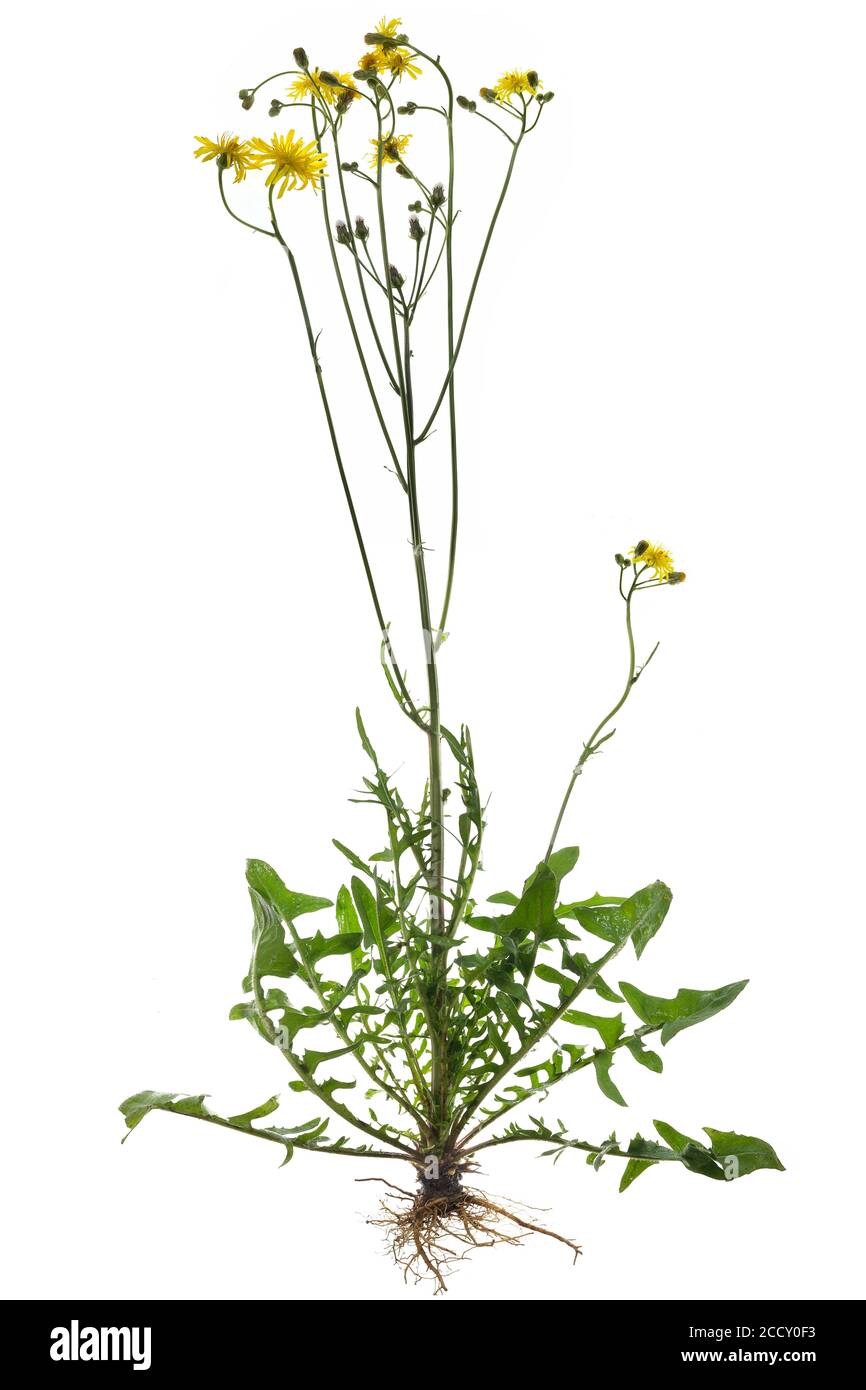 Habichtskrautkraut (Hieracium lachenalii) auf weißem Grund, Deutschland Stockfoto