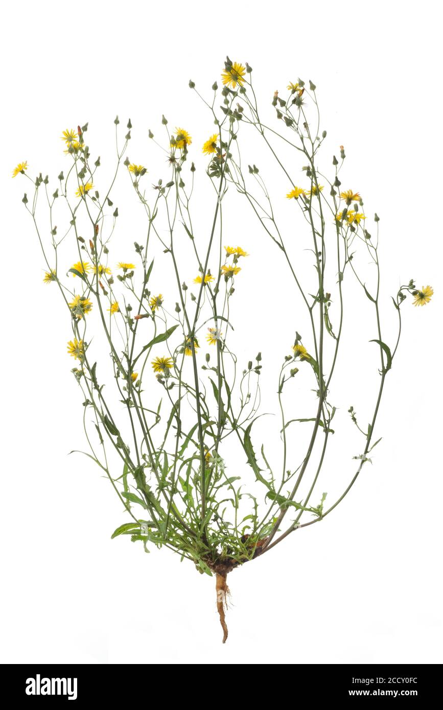 Kleiner Kopf Pippau (Crepis capillaris) auf weißem Hintergrund, Deutschland Stockfoto