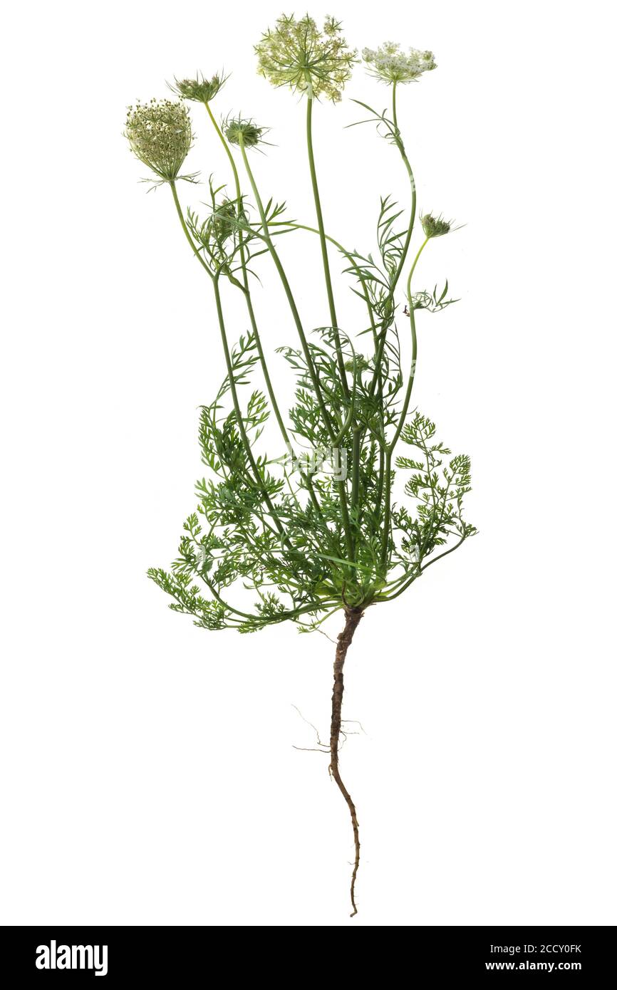 Wild (Daucus carota) auf weißem Grund, Deutschland Stockfoto