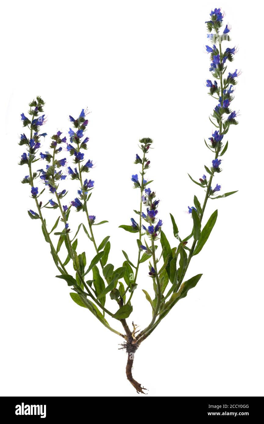 Viper's bugloss (Echium vulgare) auf weißem Hintergrund, Deutschland Stockfoto