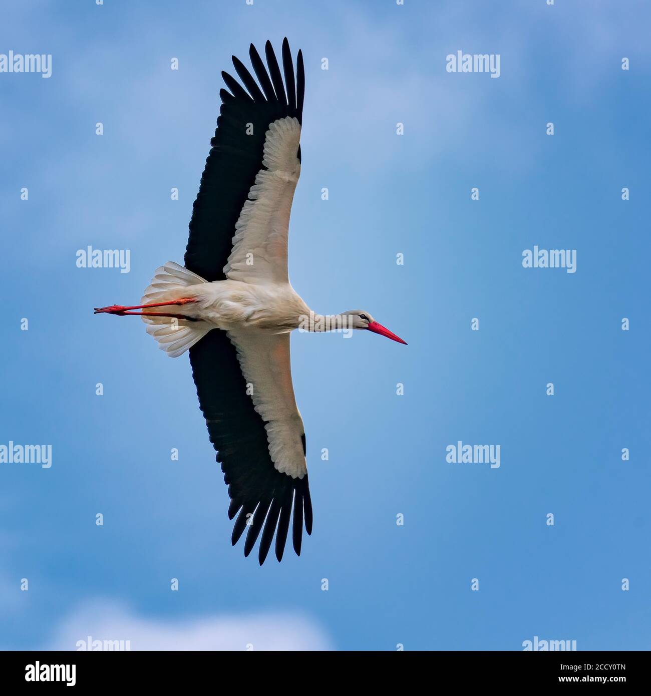 Möwe fliegt mit ausgestreckten Flügeln Stockfoto