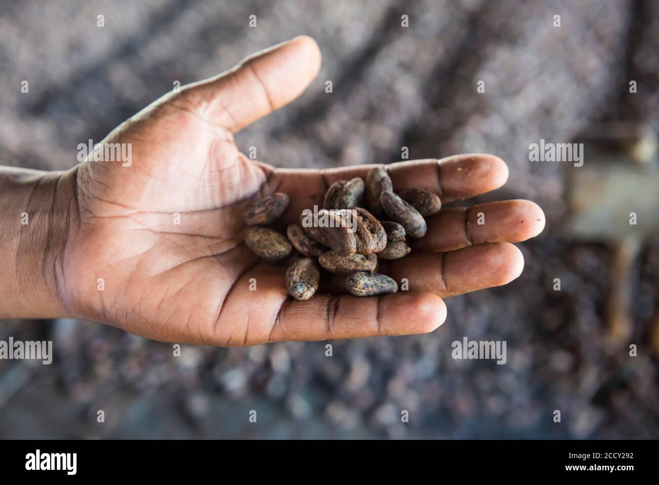 Kakaobohnen in einer Hand, Nahaufnahme, Kakaofabrik, Batete, Bio, Äquatorialguinea Stockfoto