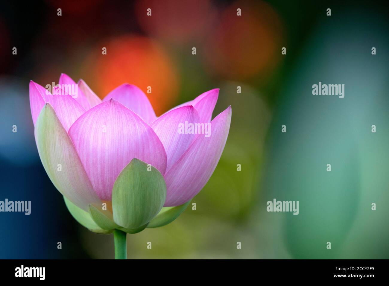 Rosa Lotusblume (Nelumbo nucifera), Deutschland Stockfoto