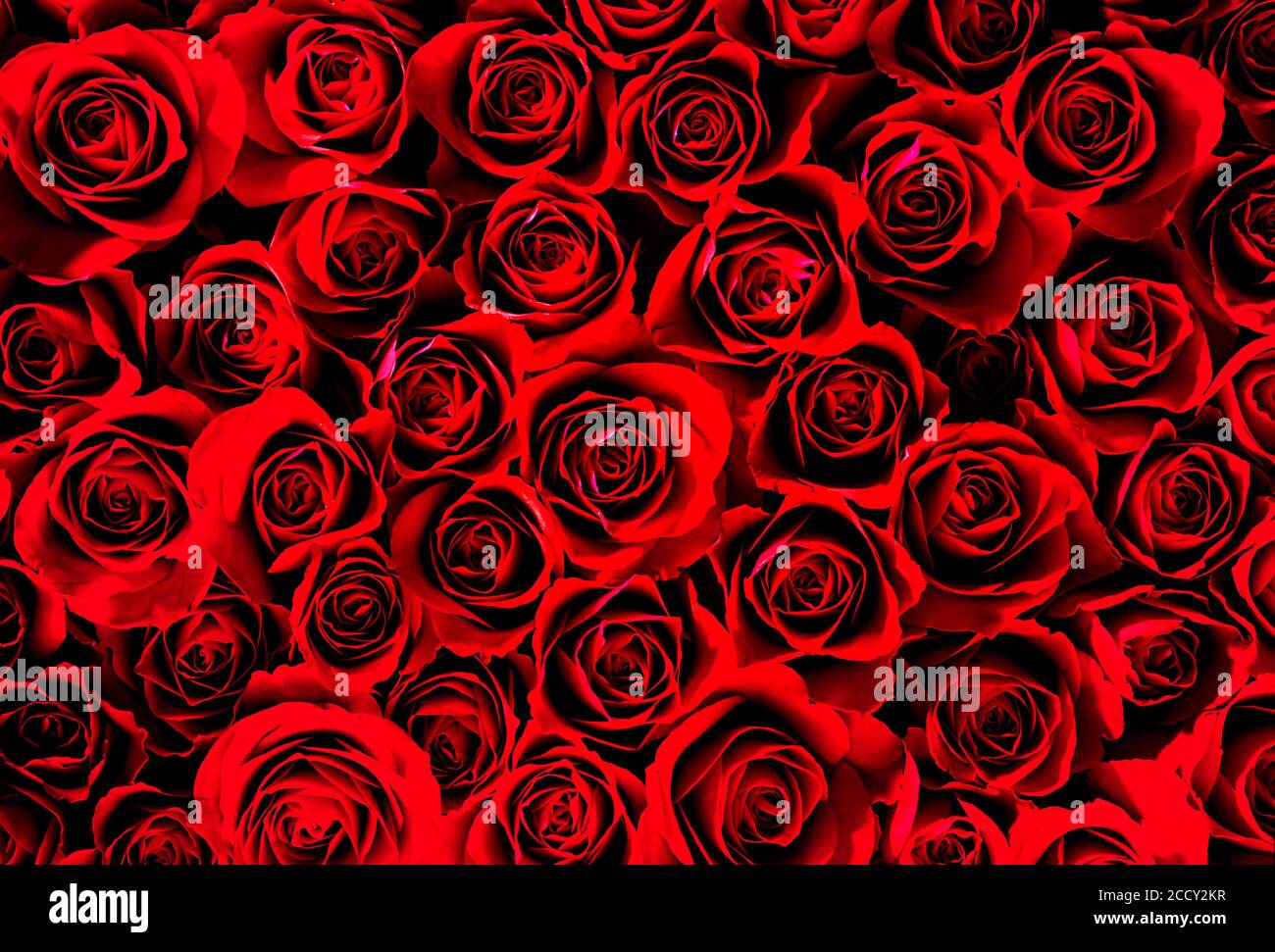 Rote Rosen, Hintergrundbild, Deutschland Stockfoto