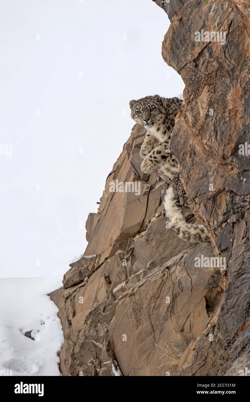 Schneeleopard (Panthera uncia) blickt hinter einen Felsen, Spiti-Region im indischen Himalaya, Indien Stockfoto