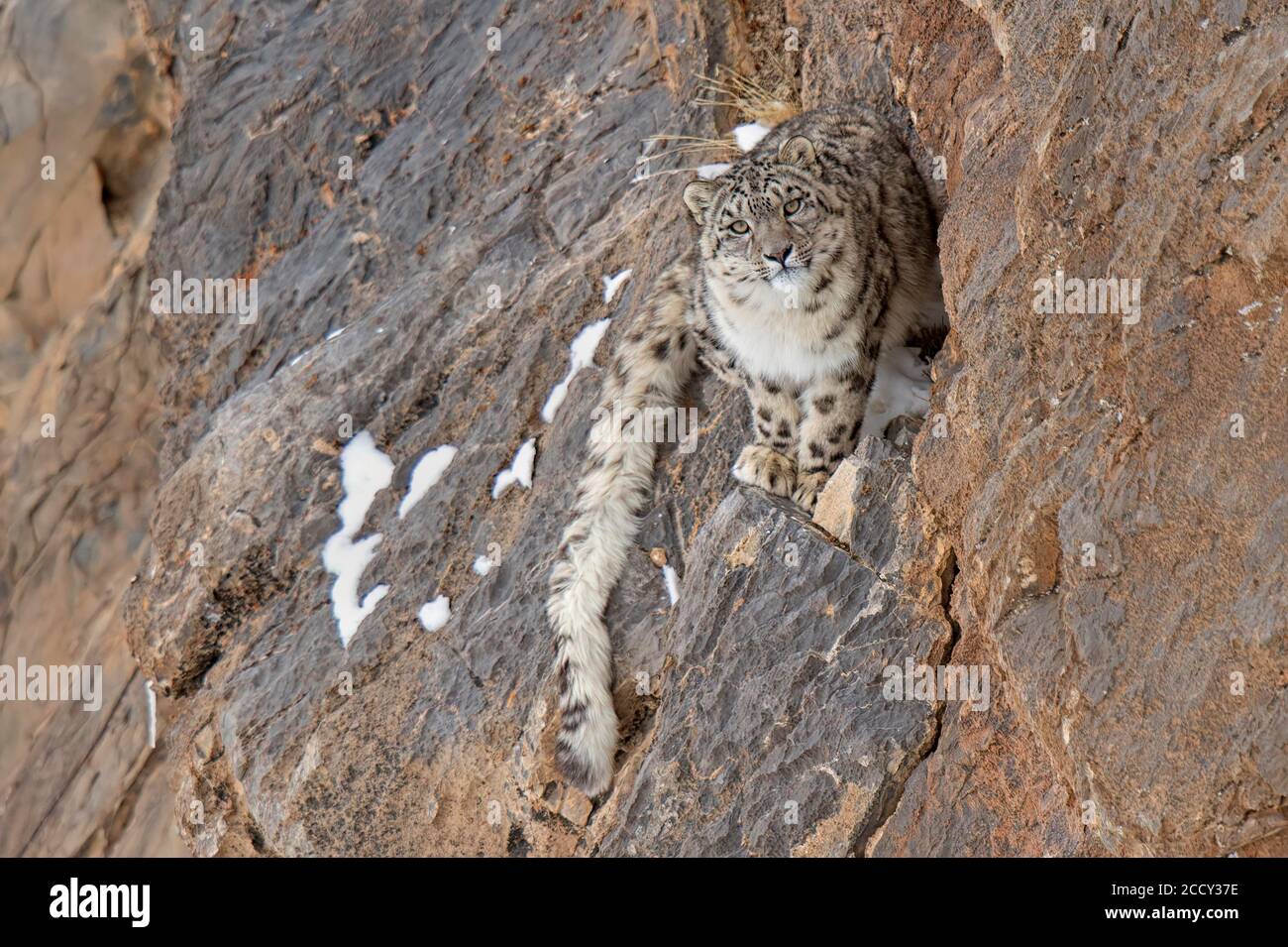 Schneeleopard (Panthera uncia) auf Felsen, Spiti-Region des indischen Himalaya, Indien Stockfoto