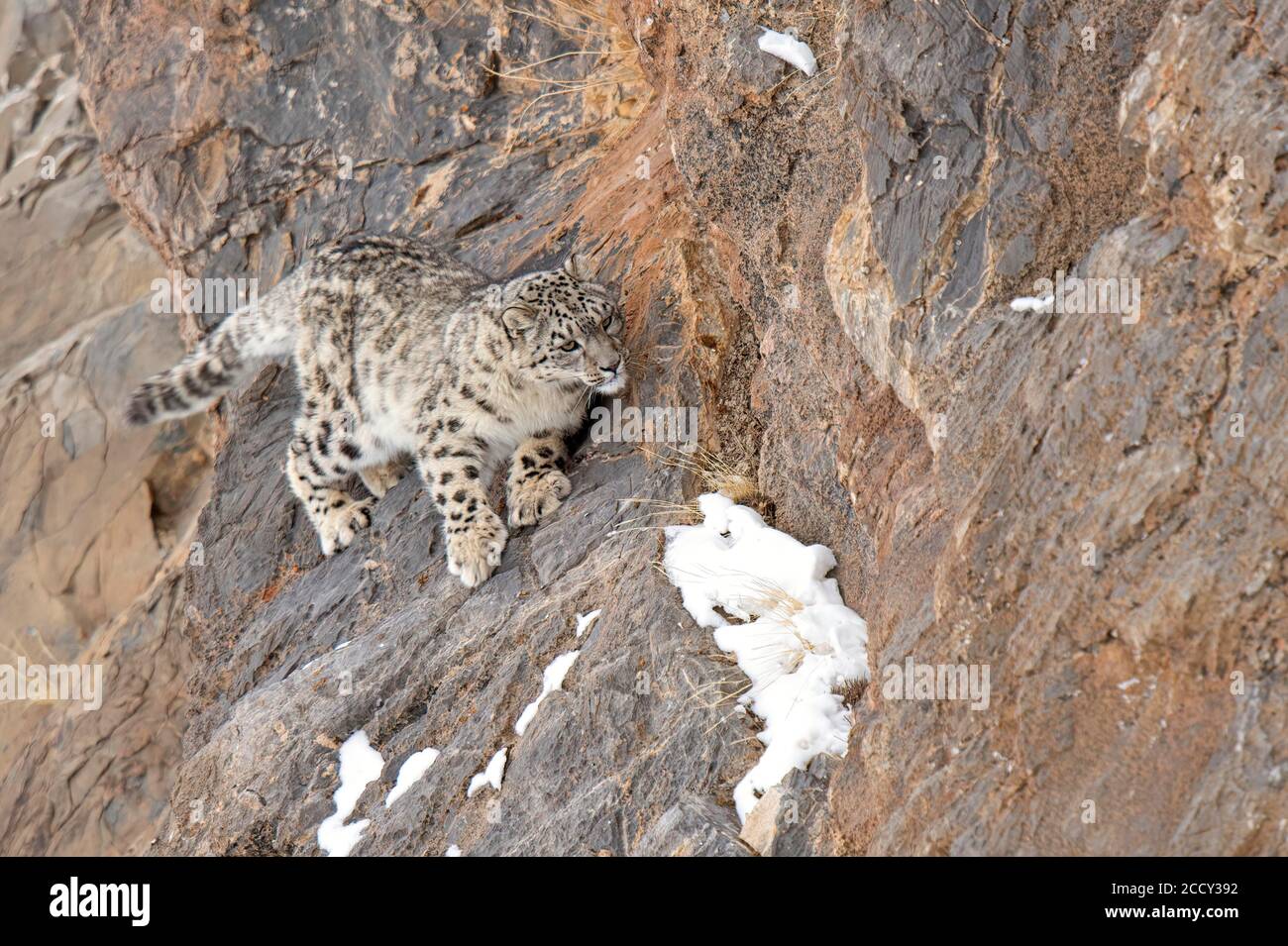 Schneeleopard (Panthera uncia) auf Felsen, Spiti-Region des indischen Himalaya, Indien Stockfoto