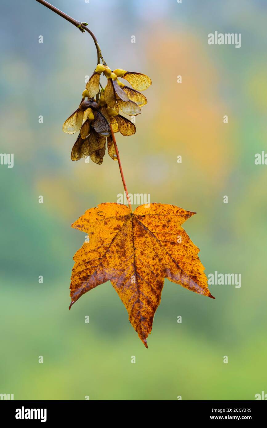 Mapleaf (Acer) mit geflügeltem Samen, Herbst, Laubfärbung, Feldberger Seenlandschaft, Mecklenburg Vorpommern, Deutschland Stockfoto