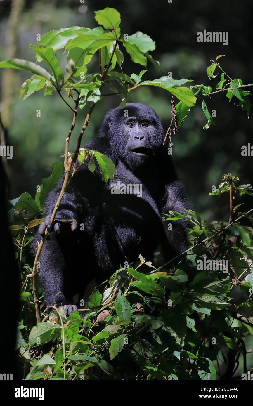 Berggorilla (Gorilla beringei beringei) Primaten (Anthropoidea,) sitzen auf Baum, Säugetiere, Regenwald, Kibale NP, Uganda, Ostafrika Stockfoto