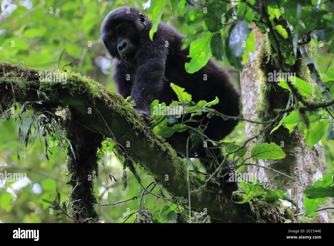 Berggorilla (Gorilla beringei beringei) Affen, Primaten (Anthropoidea) Kletterbaum, Säugetiere, Regenwald, Kibale NP, Uganda, Ostafrika Stockfoto