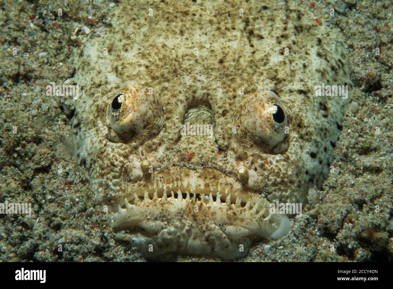 Marmorierte Stargazer (Uranoscopidae), Sabang, Mindoro, Sulu Lake, Philippinen Stockfoto