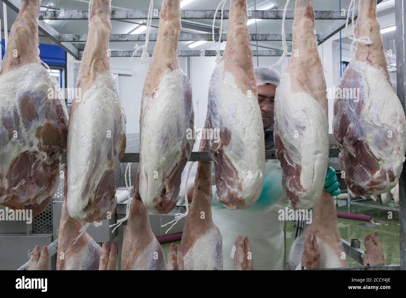Qualitätskontrollarbeiter für Schinken, Werk Cantimpalos, Provinz Segovia, Spanien Stockfoto