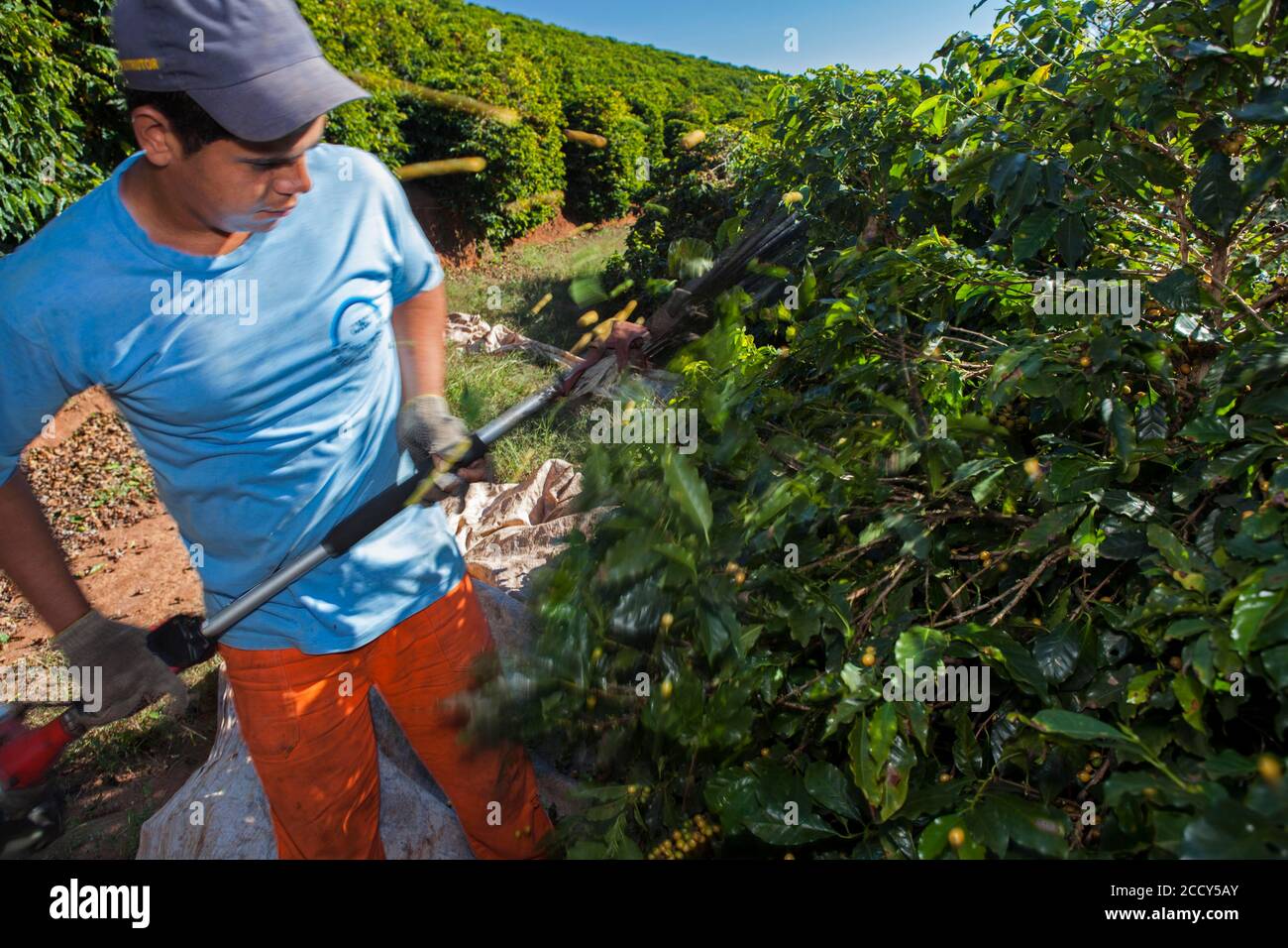 Coffee Worker sammelt Kaffeebohnen mit einem vibrierenden Werkzeug, Kaffeeplantage in der Nähe von Carmo de Minas, Minas Gerais, Brasilien Stockfoto