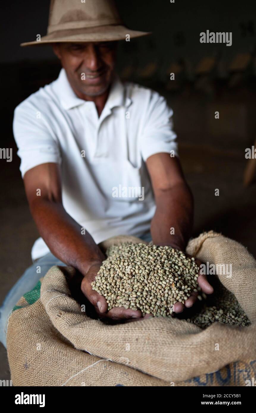 Vorarbeiter zeigt Kaffeebohnen vor dem Rösten in der Verarbeitungsanlage für Kaffeeplantagen in Itapira, Sao Paulo, Brasilien Stockfoto