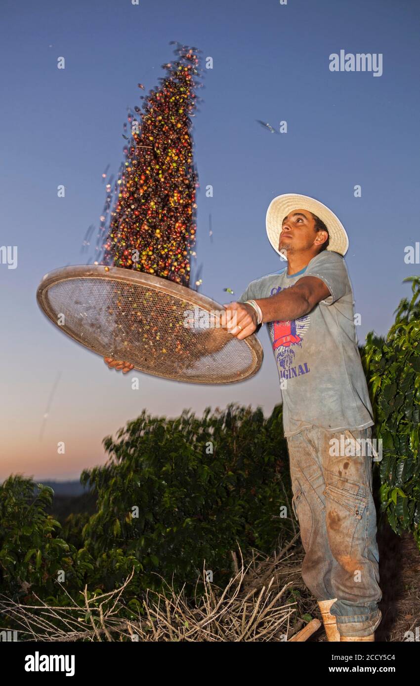 Kaffeearbeiter trennt Kaffeekirschen von Spreu mit einem Korb, Kaffeeplantagen in der Nähe von Carmo de Minas, Minas Gerais, Brasilien Stockfoto