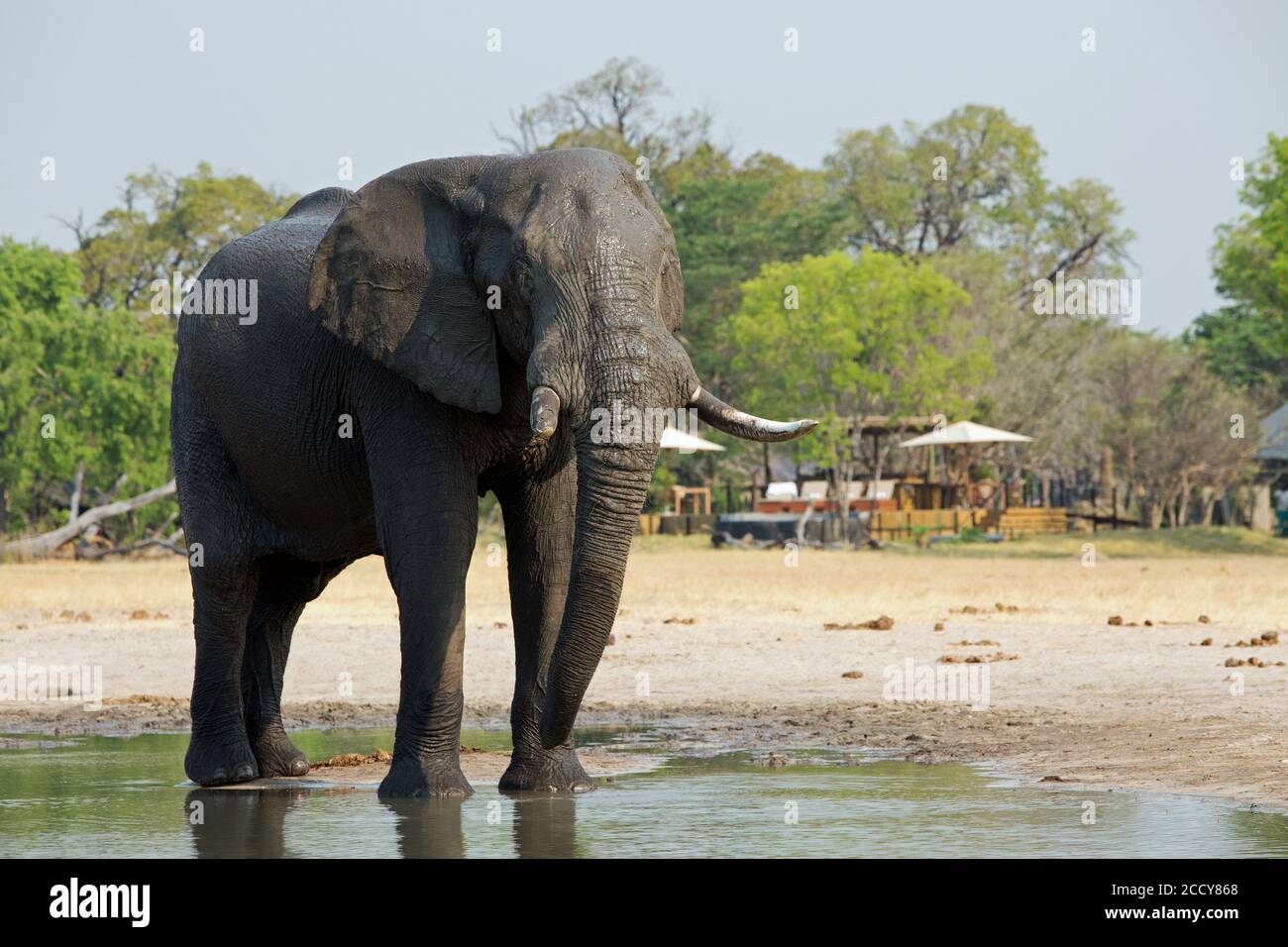 Blick vom Camp Hide auf einen Elefanten am Rande eines kleinen Wasserlochs mit einer Safari-Lodge im Hintergrund, Makololo, Hwange National Park, Zi Stockfoto