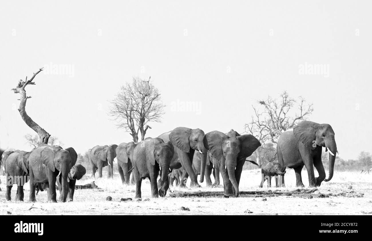 Große Herde afrikanischer Elefanten in Schwarz und Weiß, die durch die trockene, trockene afrikanische Ebene im Hwange National Park, Simbabwe, wandern Stockfoto