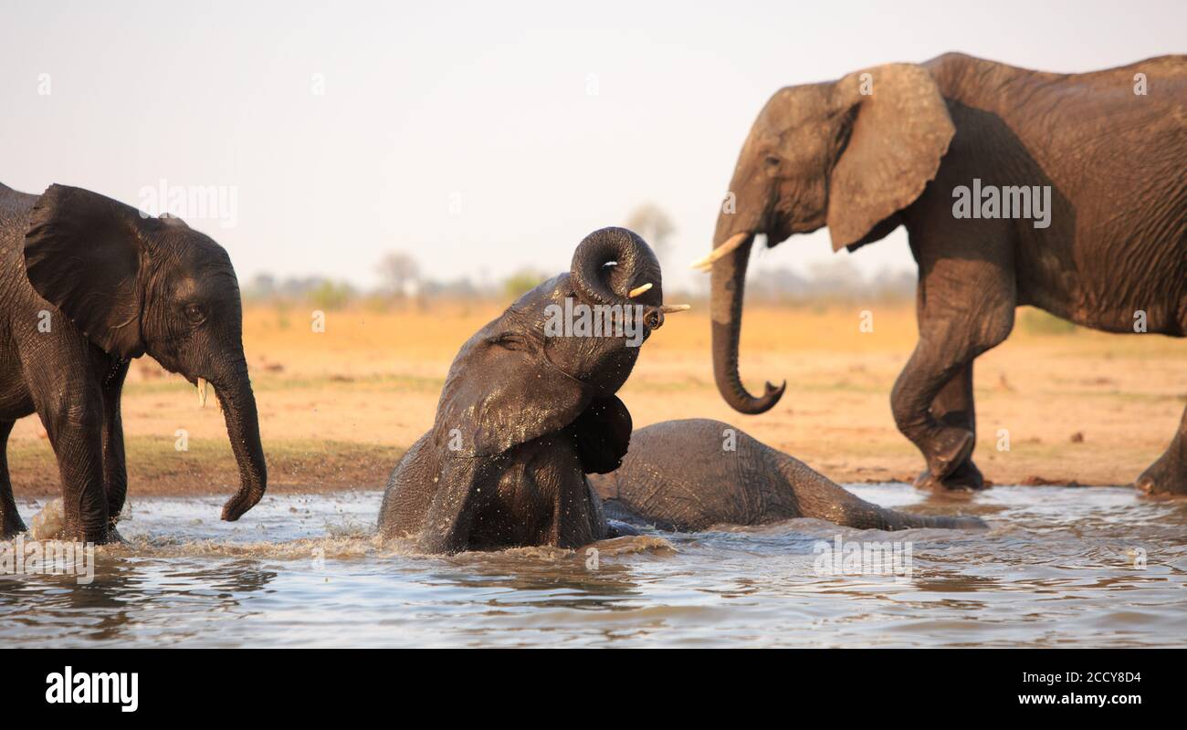 Elefant untergetaucht in einem Wasserloch mit einem Bad mit Rüssel rund gekräuselt, mit ther aus Fokus Elefanten im Hintergrund. Stockfoto