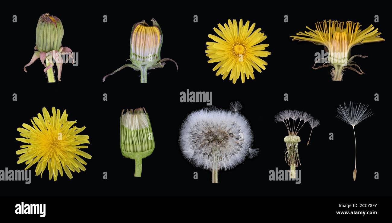 Löwenzahn (Taraxacum sect. Ruderalia), Knospe, Blume, Blumenkorb, Pappus, Bildtafel, Deutschland Stockfoto