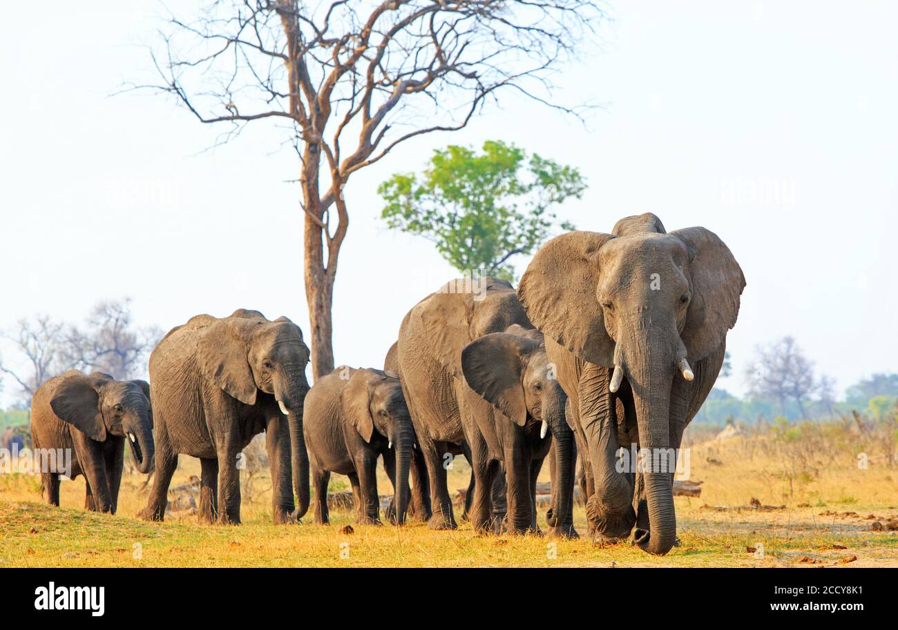 Elefantenherde in der Familie, die über die trockenen, zerklüfteten afrikanischen Ebenen im Hwange National Park in Simbabwe in Richtung Kamera geht Stockfoto