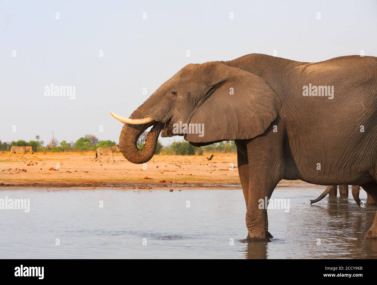 Afrikanischer Elefant - Loxodonta Africana - stehend aus einem Wasserloch mit einem klaren blauen Dunsthimmel im Hwange Nationalpark, Simbabwe, schlitternd und trinkend Stockfoto