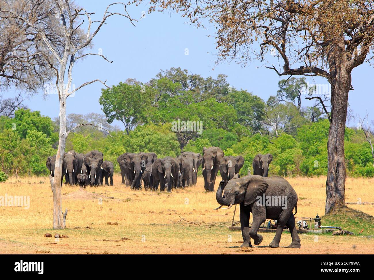 Herde afrikanischer Elefanten, die aus dem Busch mit einem Elefanten im Vordergrund mit Rüssel und Vorderfuß, der in Aufregung angehoben wird, vorwärts gehen. Hwange Na Stockfoto