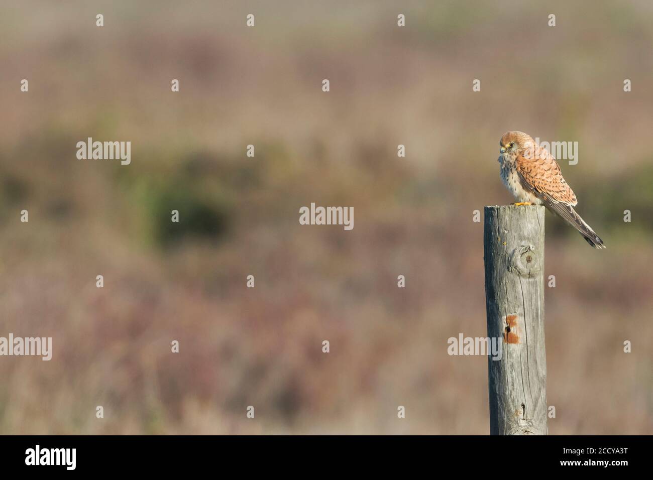 Erwachsene weibliche Lesser Kestrel (Falco naumanni) auf einer Stange thront. Stockfoto