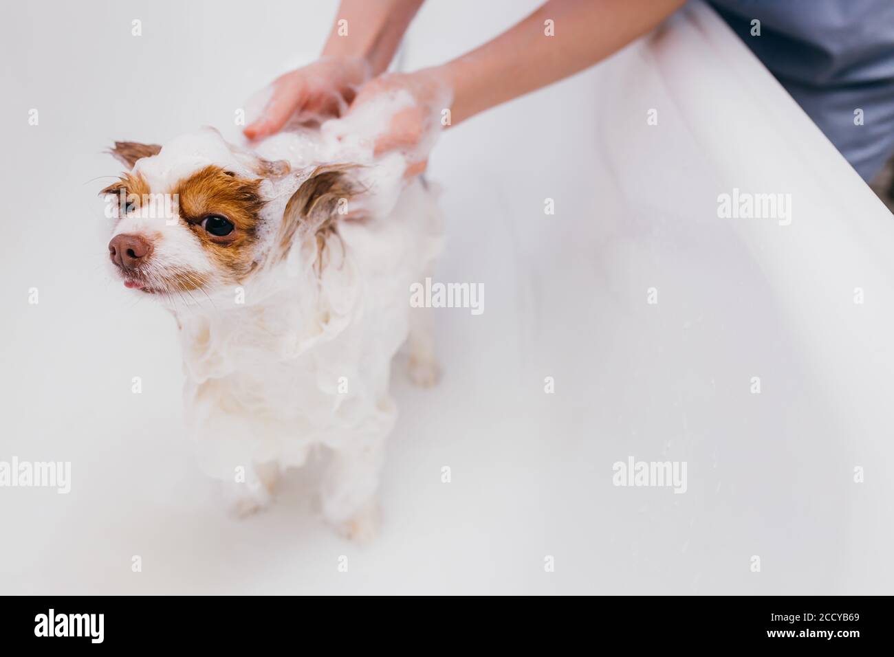 Schöne kleine Haustier spitz erhalten hygienische Dusche im Pflegesalon. Liebenswert Haustier vor Haarschnitt Stockfoto