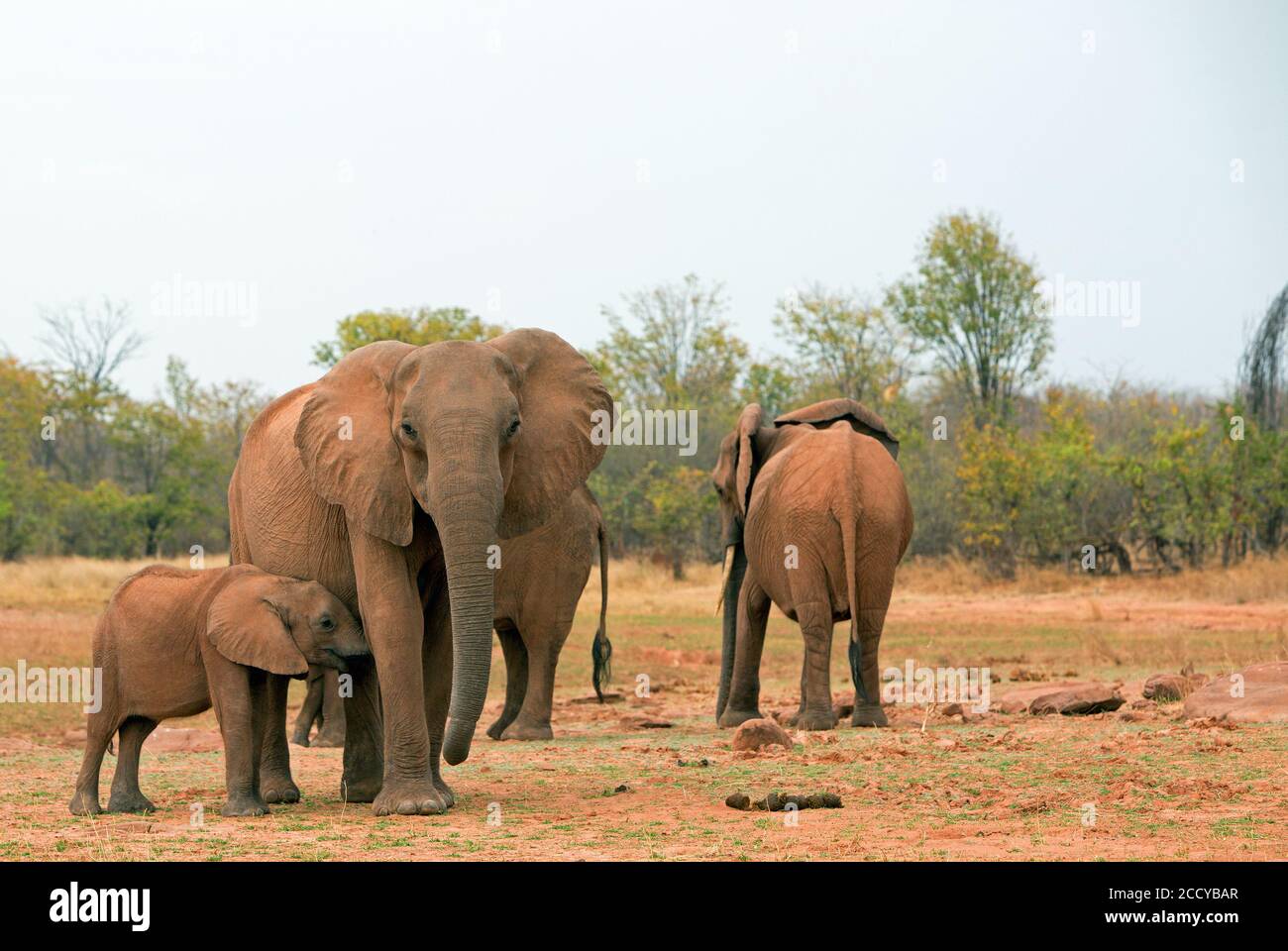 Kleine Herde afrikanischer Elefanten auf der grünen Savanne im Matusadona National Park, Simbabwe Stockfoto