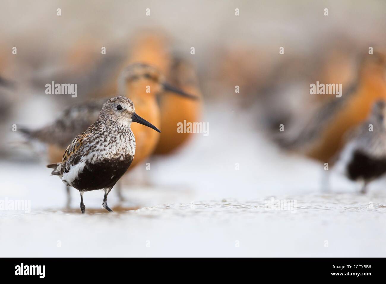 Erwachsene im Zuchtgefieder Dunlin (Calidris alpina) im Wattenmeer von Deutschland. Rote Knoten stehen im Hintergrund. Stockfoto