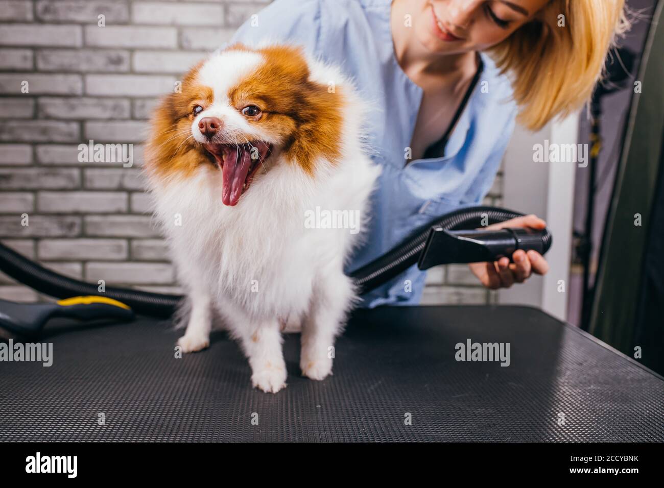 Schöner Welpe spitz bei der Pflege Salon. Grooming Master trocknet Wolle von Haustier nach der Dusche. Groomer gehen, um seine überwuchert Haare schneiden Stockfoto