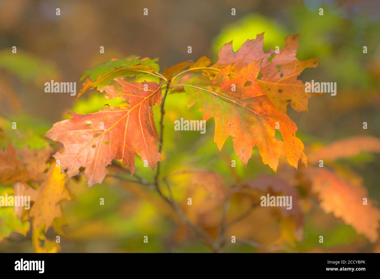 Hell Grün, Braun, Rot und Orange farbige amerikanische Eiche (Quercus rubra) Blätter im Herbst Saison Stockfoto