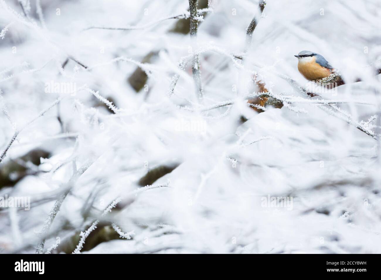 Europäische Nuthatch (Sitta europaea caesia) in Deutschland. Sitzen in frostbedeckten Baum. Stockfoto