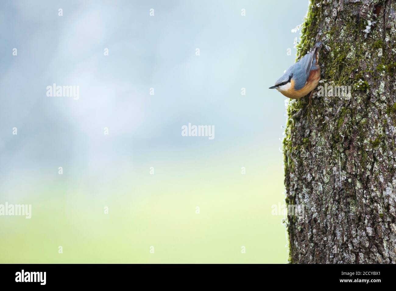 Europäische Nuthatch (Sitta europaea caesia) in Deutschland. Auf dem Kopf an einem Baum festklammern. Stockfoto