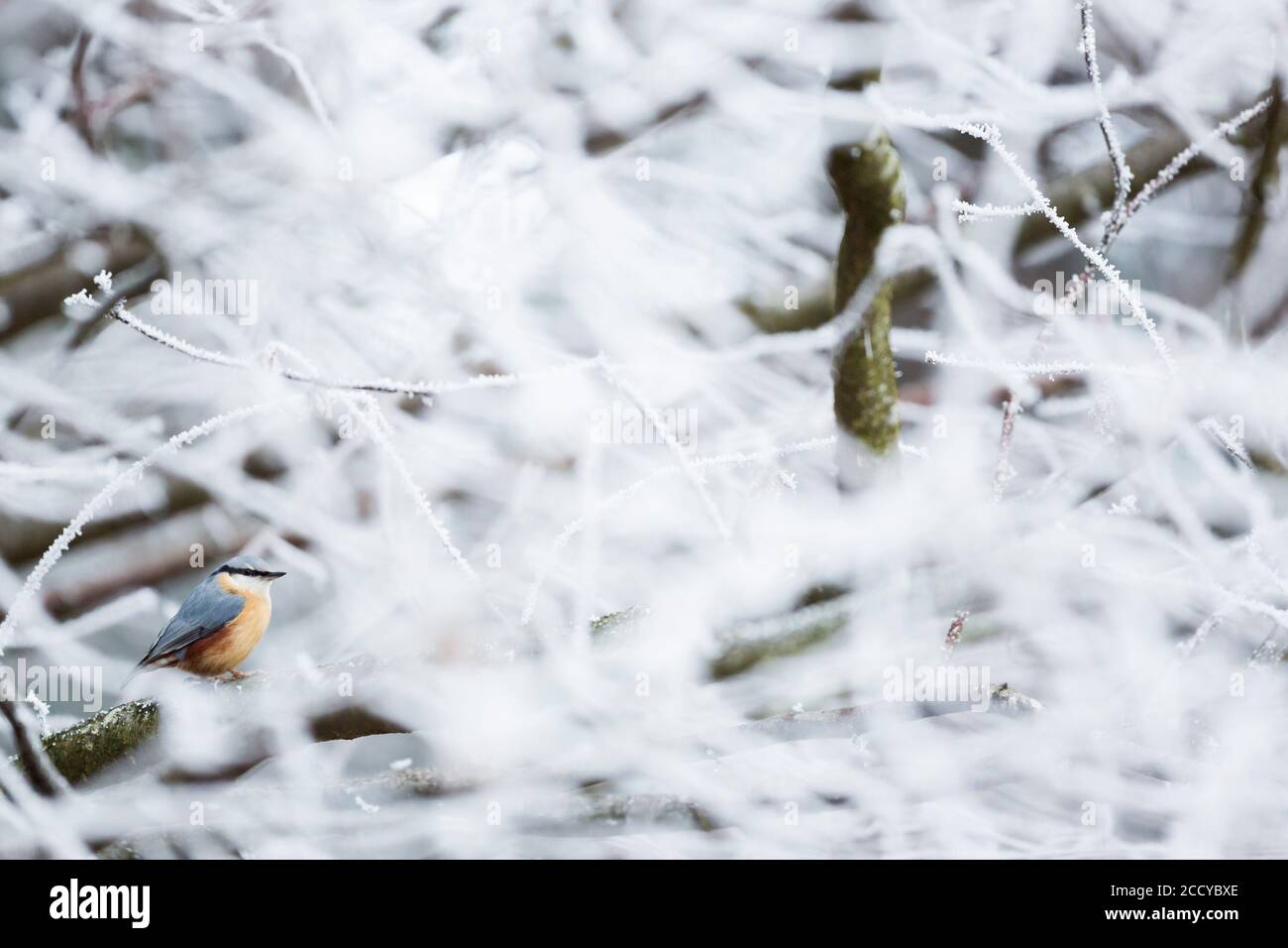 Europäische Nuthatch (Sitta europaea caesia) in Deutschland. Sitzen in frostbedeckten Baum. Stockfoto