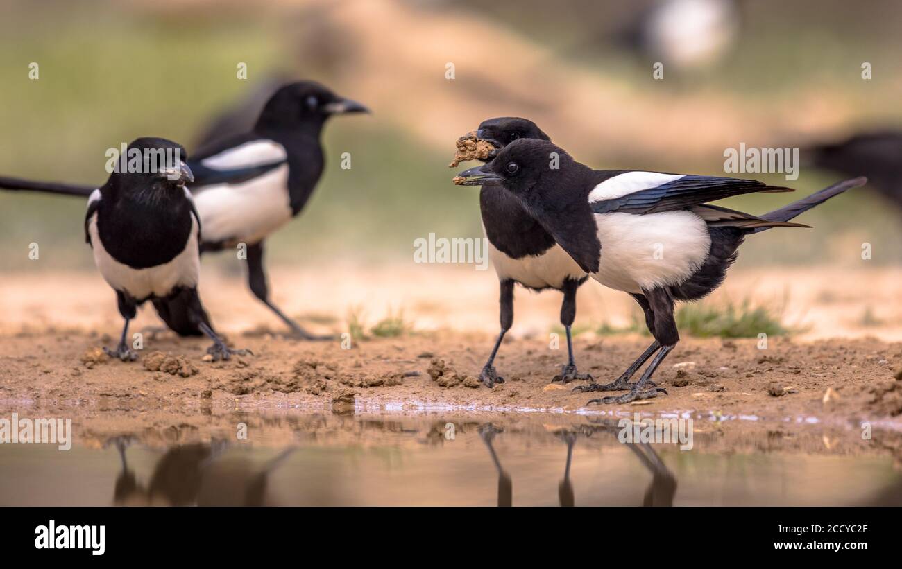 Eurasische Magpie (Pica pica) Gruppe im Garten, die Nistmaterial aus Teich in den spanischen Pyrenäen, Vilagrassa, Katalonien, Spanien sammelt. April. Stockfoto