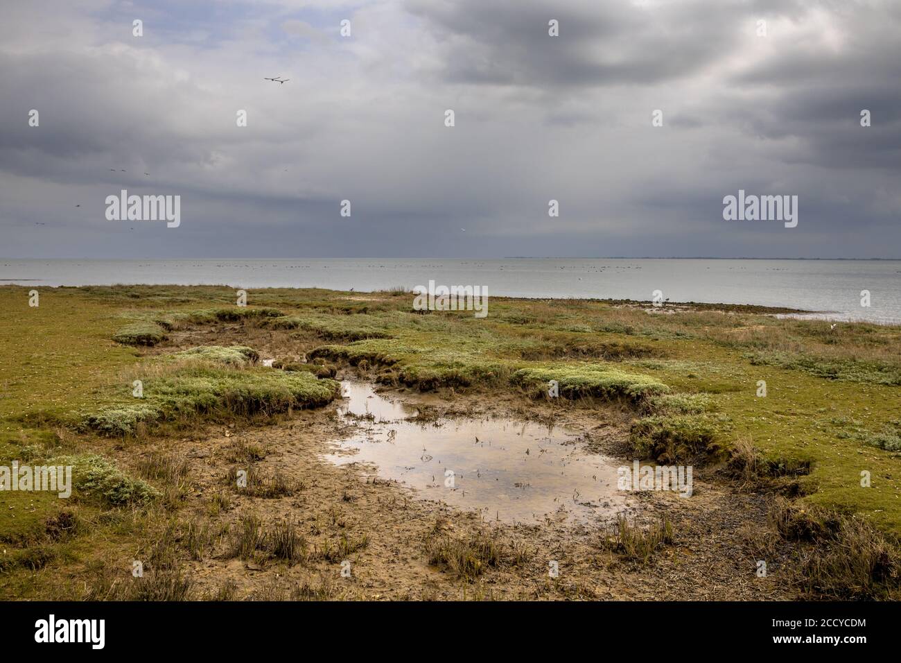 Saltmarschen unter bewölkten Bedingungen auf der friesischen Insel Ameland Stockfoto