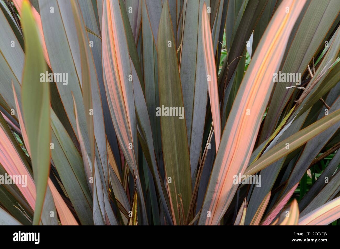 Phormiium Narr Flachslilie immergrüne Staude mit langen linearen rosa Und grüne Blätter Stockfoto