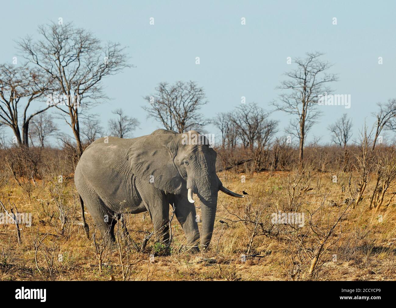 Großer afrikanischer Elefant beim Spaziergang durch den afrikanischen Buschveld im Hwange National Park, Simbabwe Stockfoto