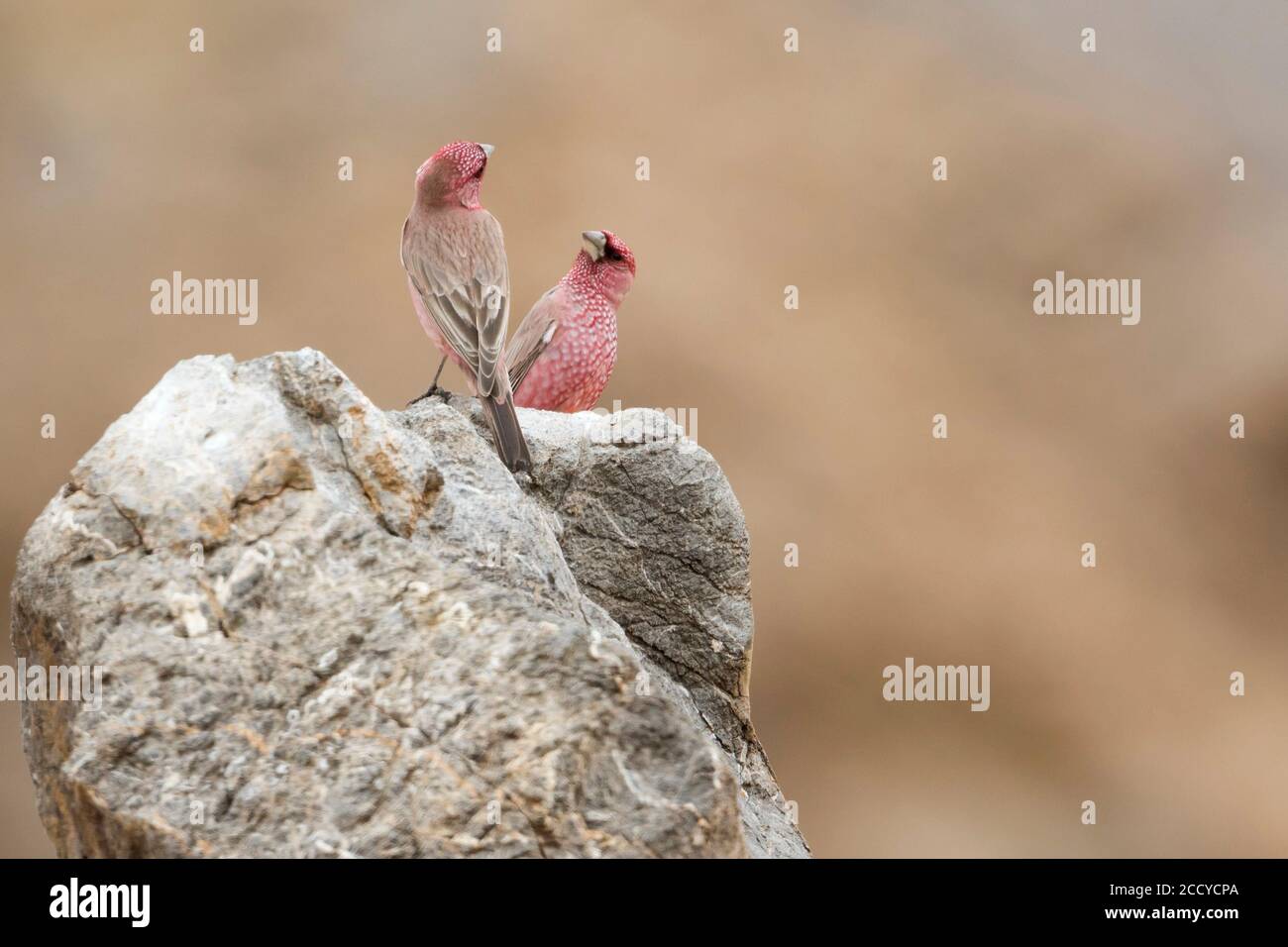 Rosefinch (Carpodacus rubicilla) Erwachsene Männchen auf einem Felsen und jagen einander Stockfoto