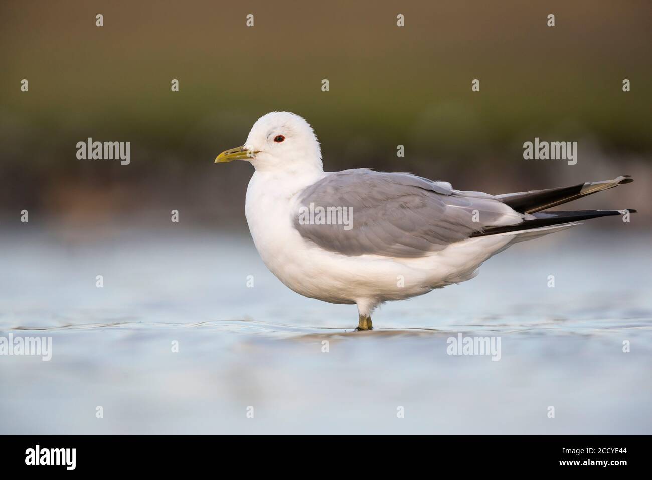 Erwachsene Möwe (Larus canus canus) in Deutschland. Im flachen Wasser stehen. Stockfoto