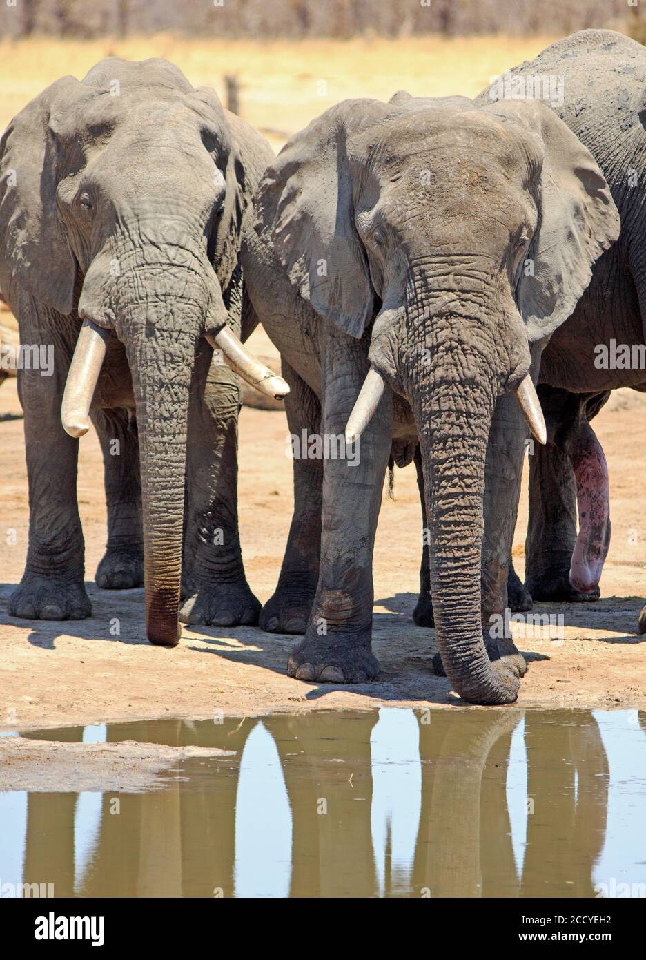 Zwei afrikanische Elefanten mit einer Spiegelung in einem kleinen Wasserloch. Hwange-Nationalpark, Simbabwe Stockfoto