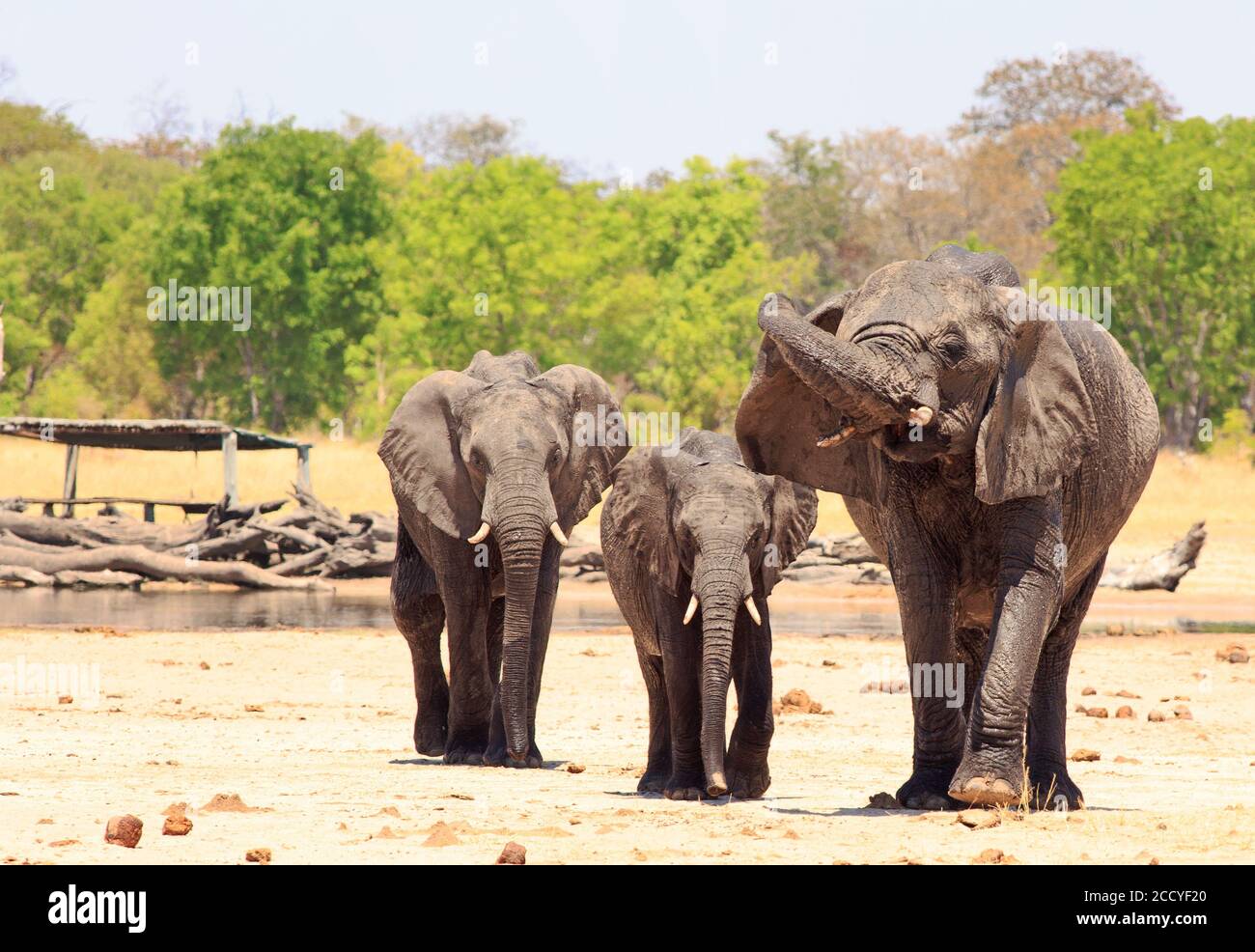 Drei afrikanische Elefanten stehen auf der trockenen staubigen Savanne, einer hat seinen Stamm gerollt, als würde er sein Ohr kratzen. Im Hintergrund befindet sich ein Lagerverstecke Stockfoto