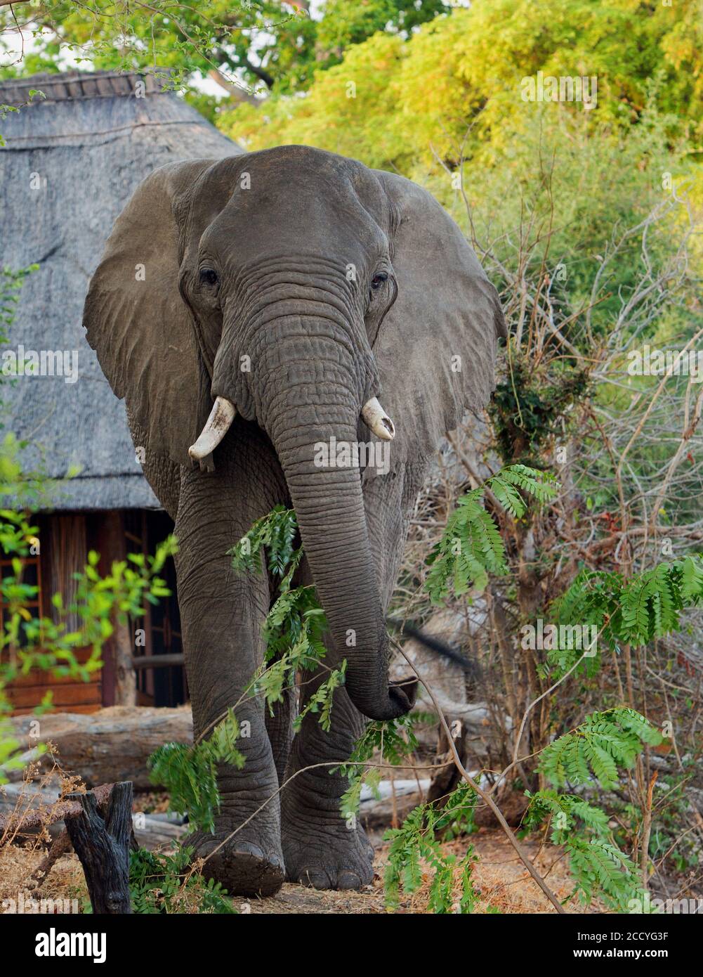 November 2018 - Kafunta River Lodge, South Luangwa National Park, Sambia - Afrikanischer Elefant, der mit einem strohgedeckten Kanal vor die Kamera läuft Stockfoto
